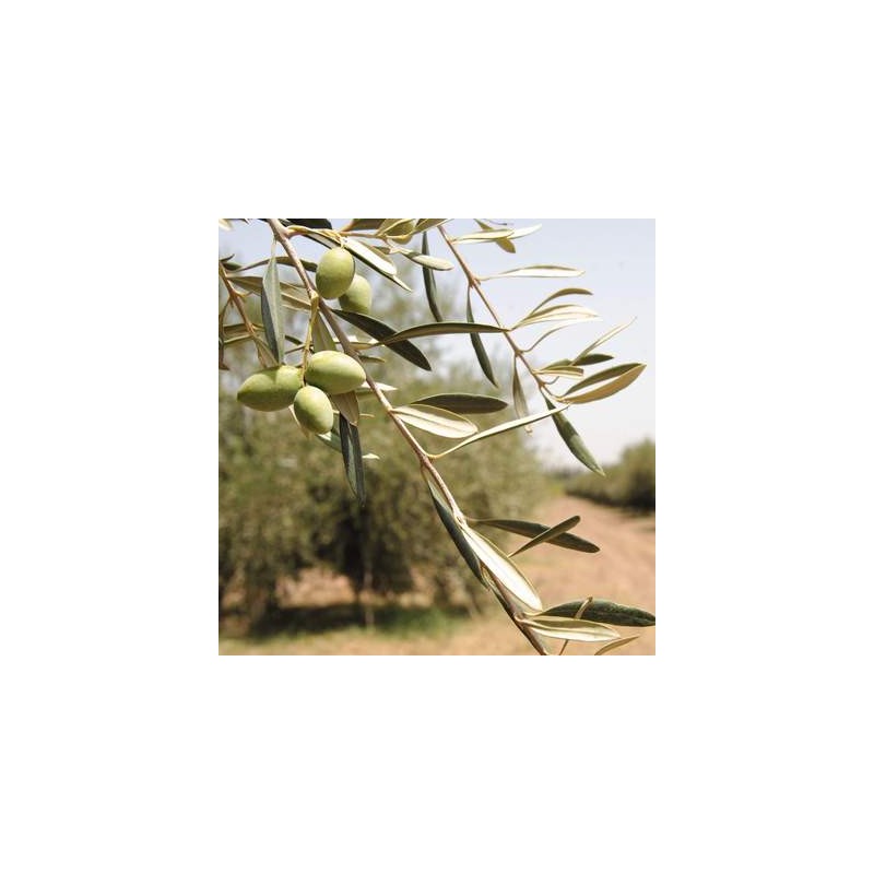 OLIVIE PowerUp, Wunderperlen aus Wüstenolivenbäumen, reich an Antioxidantien und Resveratrol - 340g - Olivie
