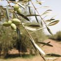 OLIVIE PowerUp, Wunderperlen aus Wüstenolivenbäumen, reich an Antioxidantien und Resveratrol - 340g - Olivie