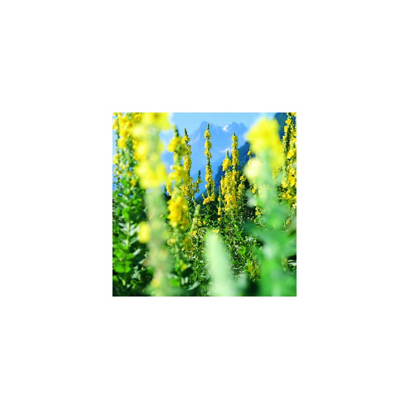 Verbasco/Tasso barbasso biologico (Verbascum thapsus) per infusi - 20g - L'essencier
